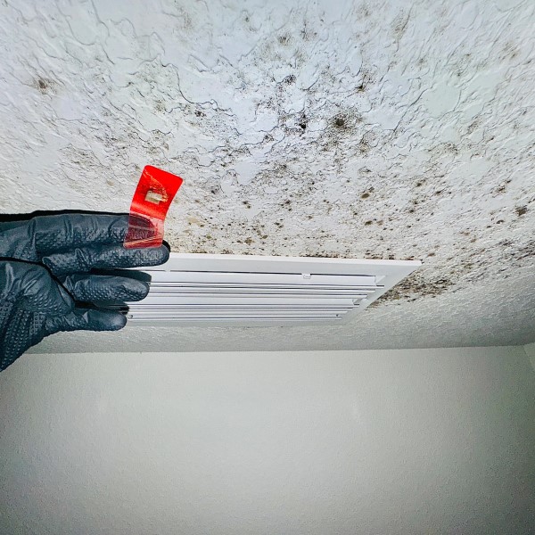 black mold test kit